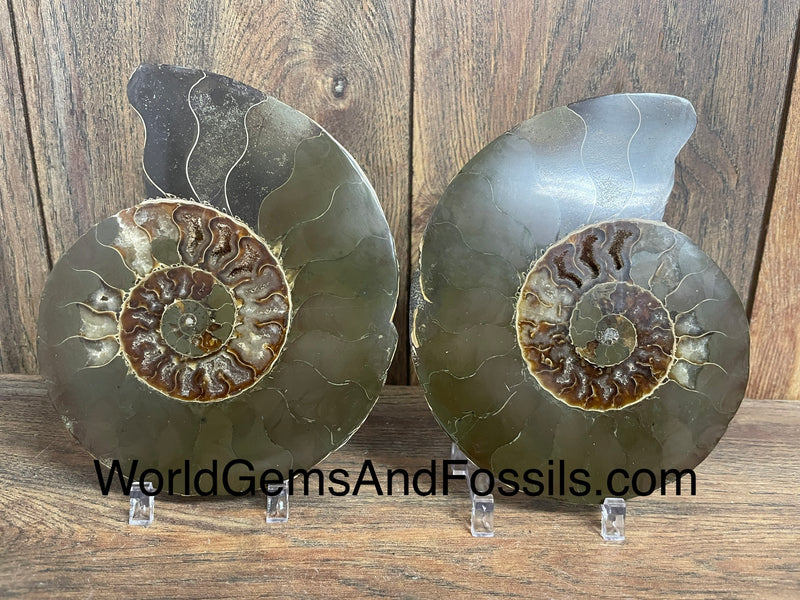 Ammonite Specimen 6”