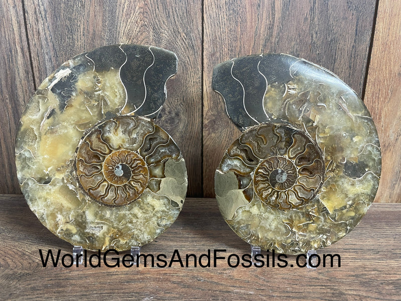 Ammonite Specimen 7”