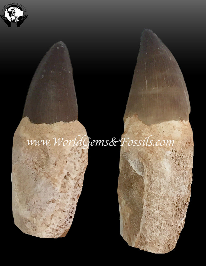 Mosasaur Tooth With Root