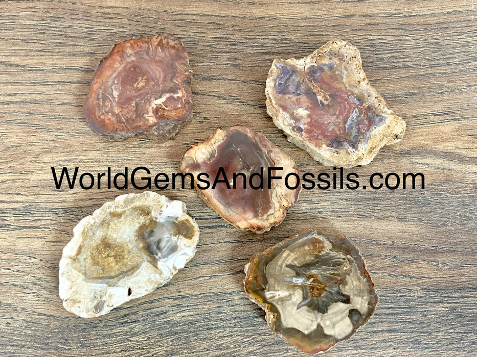 Petrified Wood Slabs 1 lb