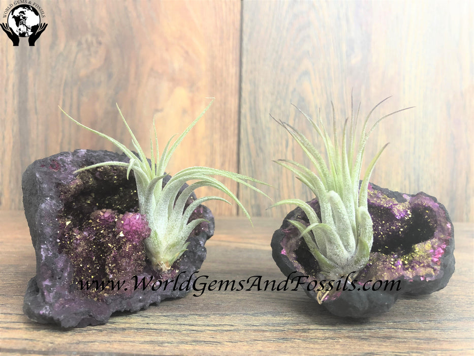 Pink Geode Air Plant, Black Coat