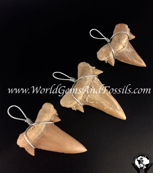 Wire Wrapped Shark Tooth Pendant