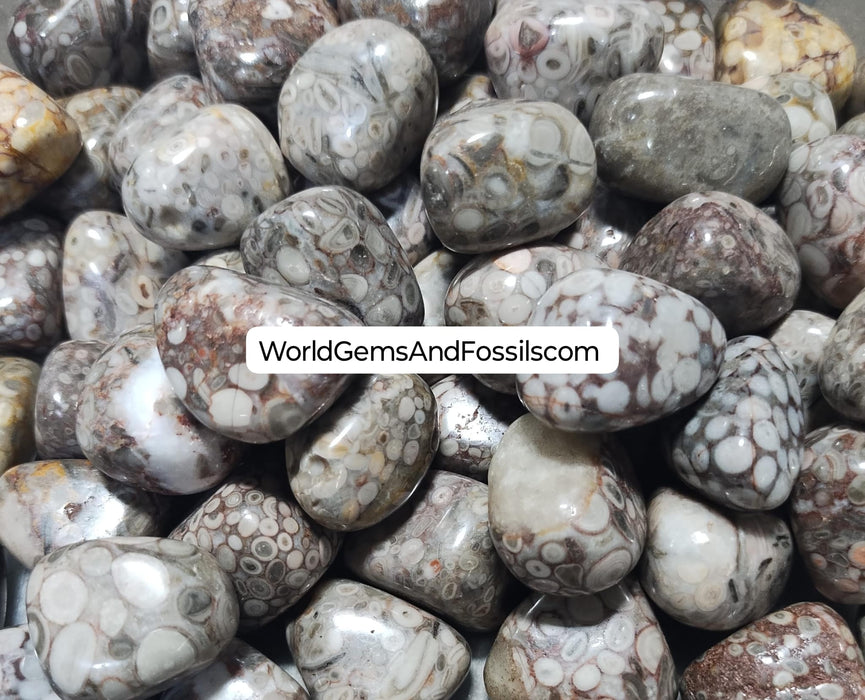 White Leopard Skin Jasper Tumbled Stone 1 lb