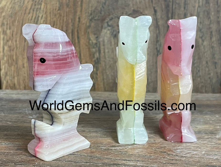 Onyx Seahorse Rainbow