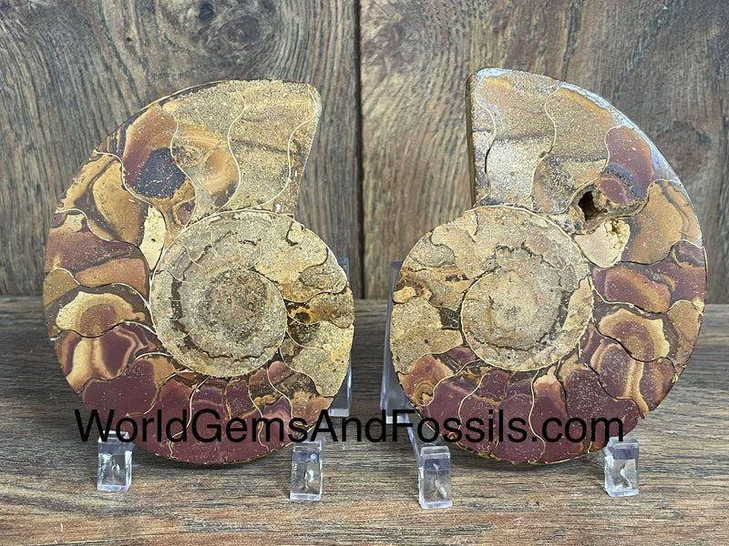 Ammonite Specimen 3"-3.5"