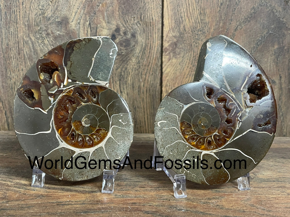 Ammonite Specimen 4”  #4