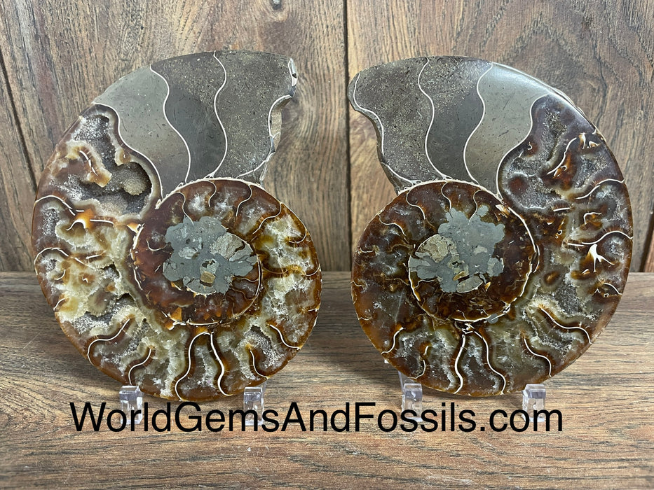 Ammonite Specimen 5.5”  #12