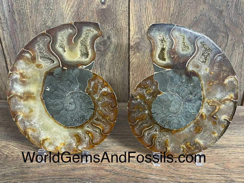 Ammonite Specimen 5.5”  #15