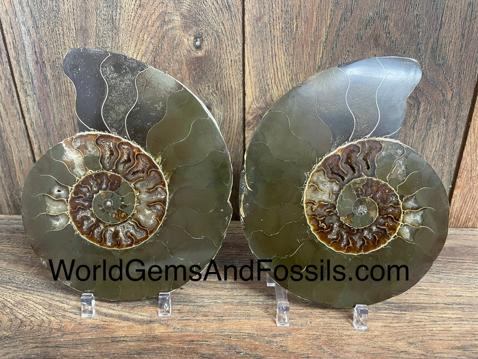 Ammonite Specimen 6”  #3