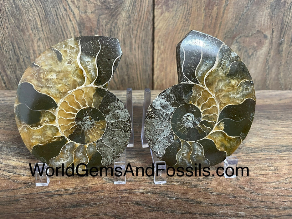 Ammonite Specimen 3"-3.5"