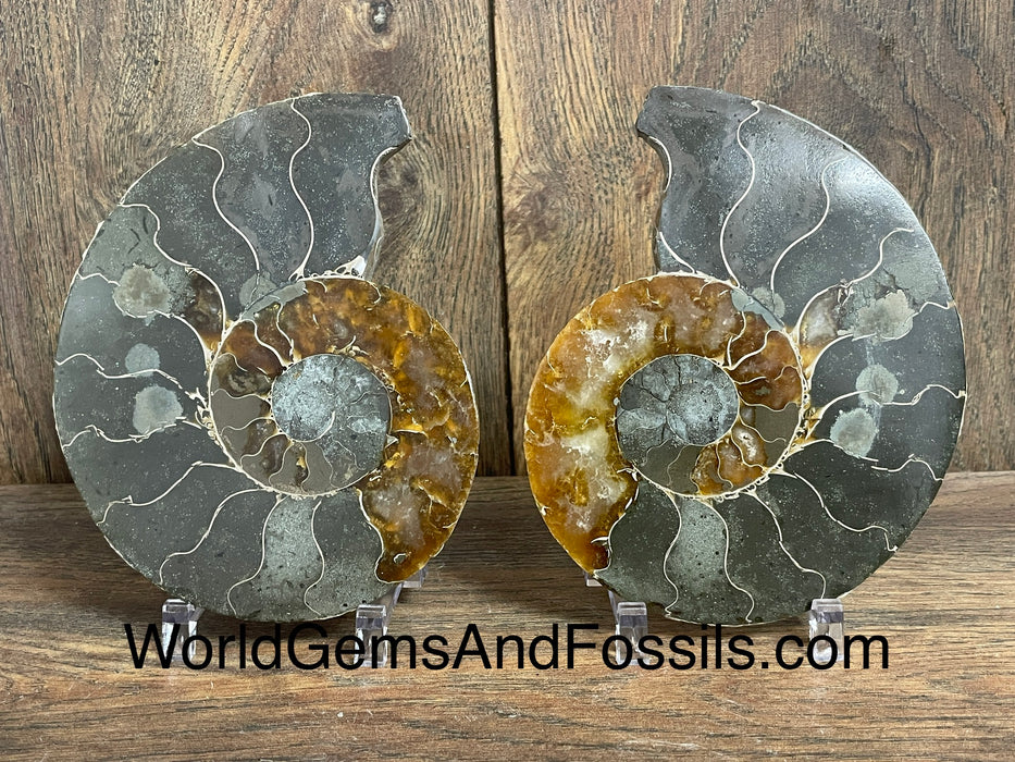 Ammonite Specimen 5.5”  #10