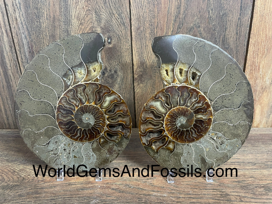 Ammonite Specimen 6.5”  #13