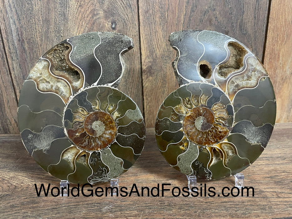 Ammonite Specimen 3.5”-4.5”