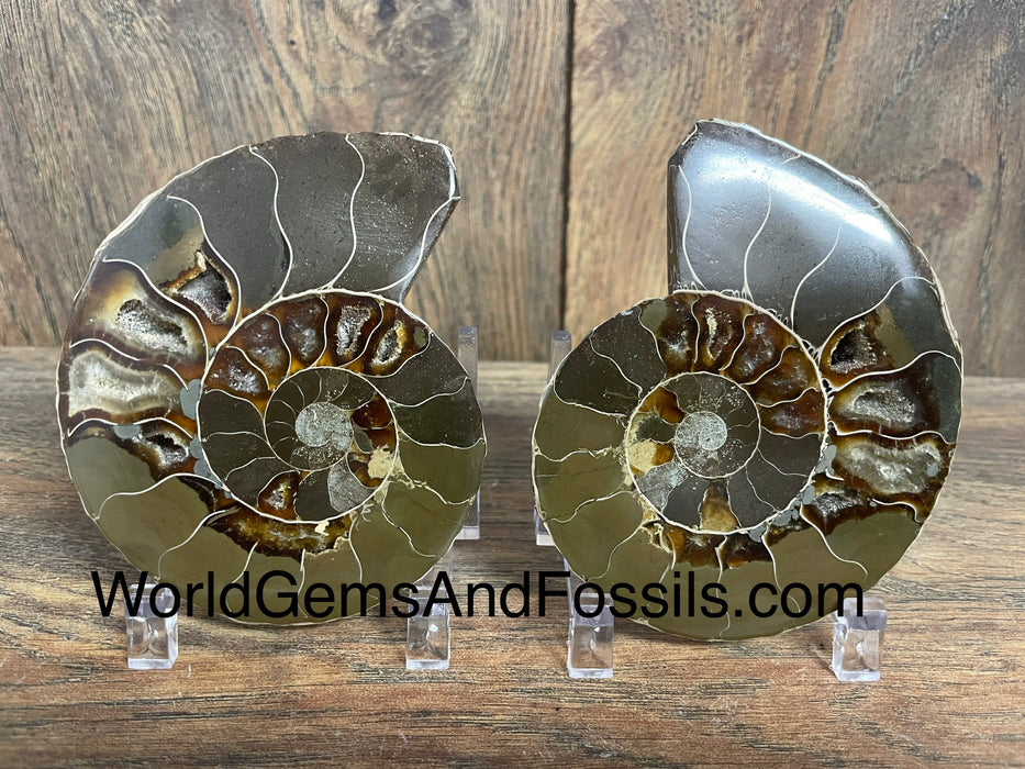 Ammonite Specimen 3.75”  #8