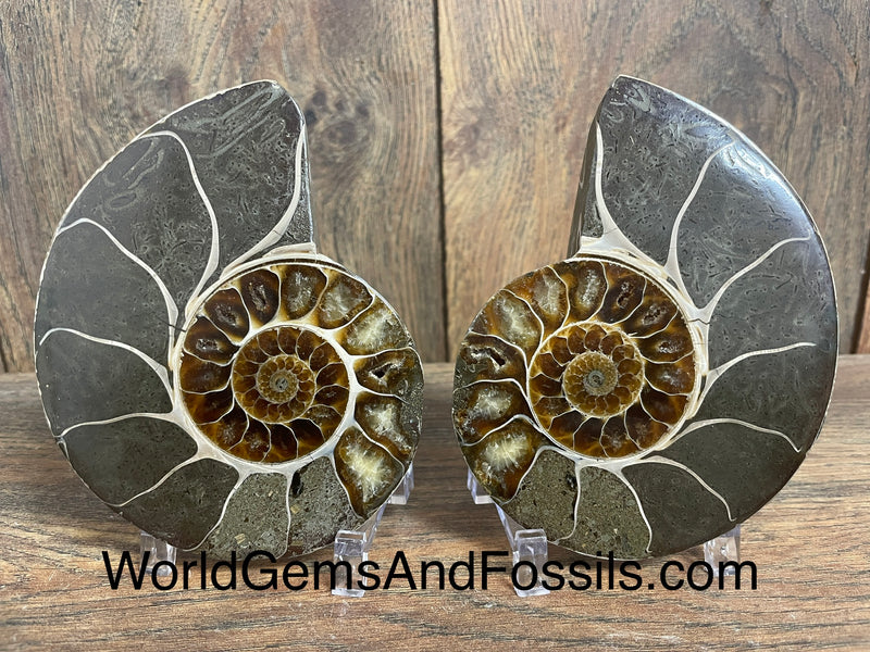 Ammonite Specimen 3"-3.5"
