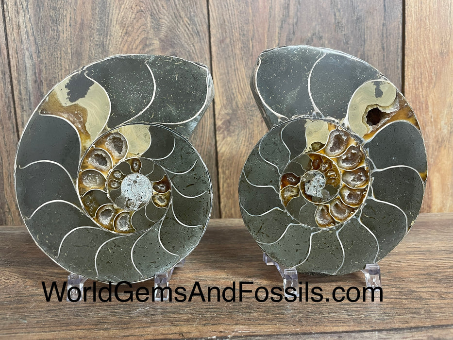 Ammonite Specimen 5.5”  #17