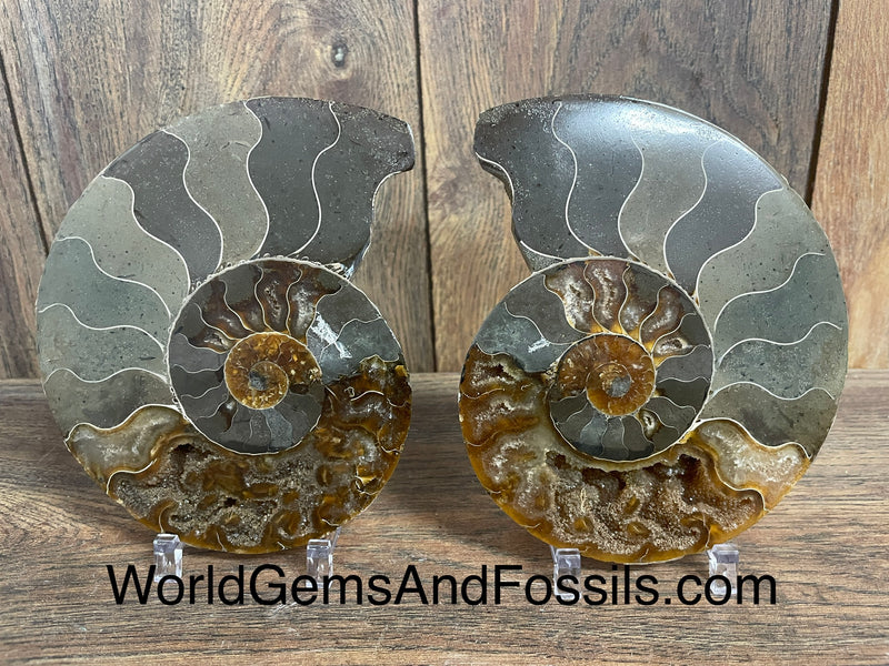 Ammonite Specimen 5.5”