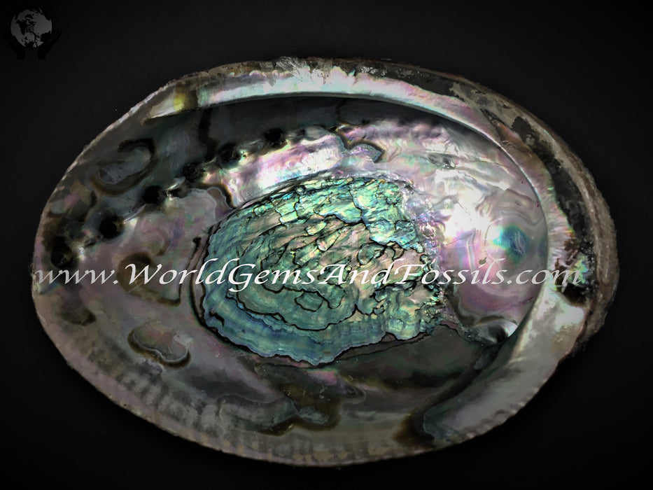 Abalone Shell