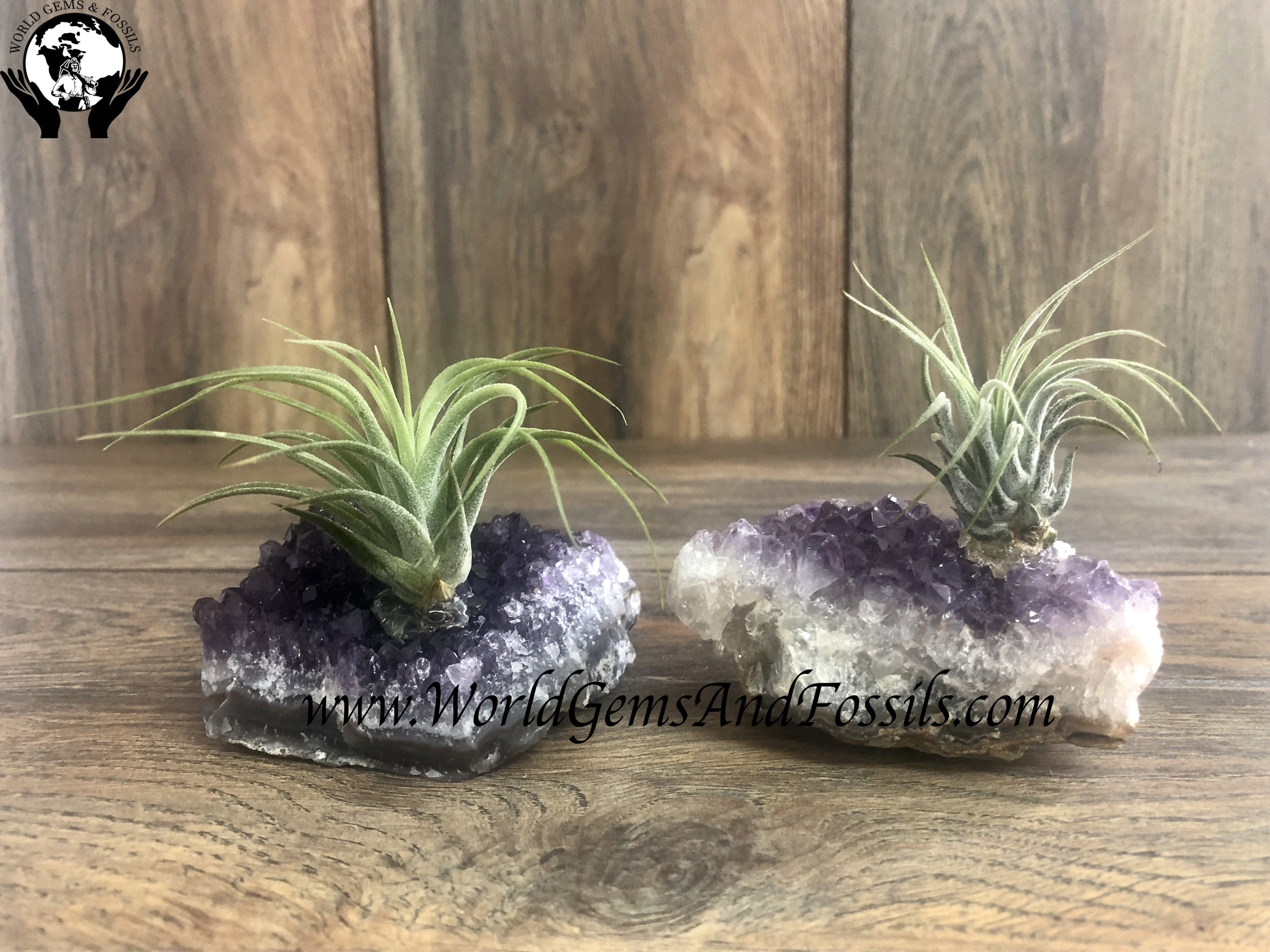 Amethyst Air Plants