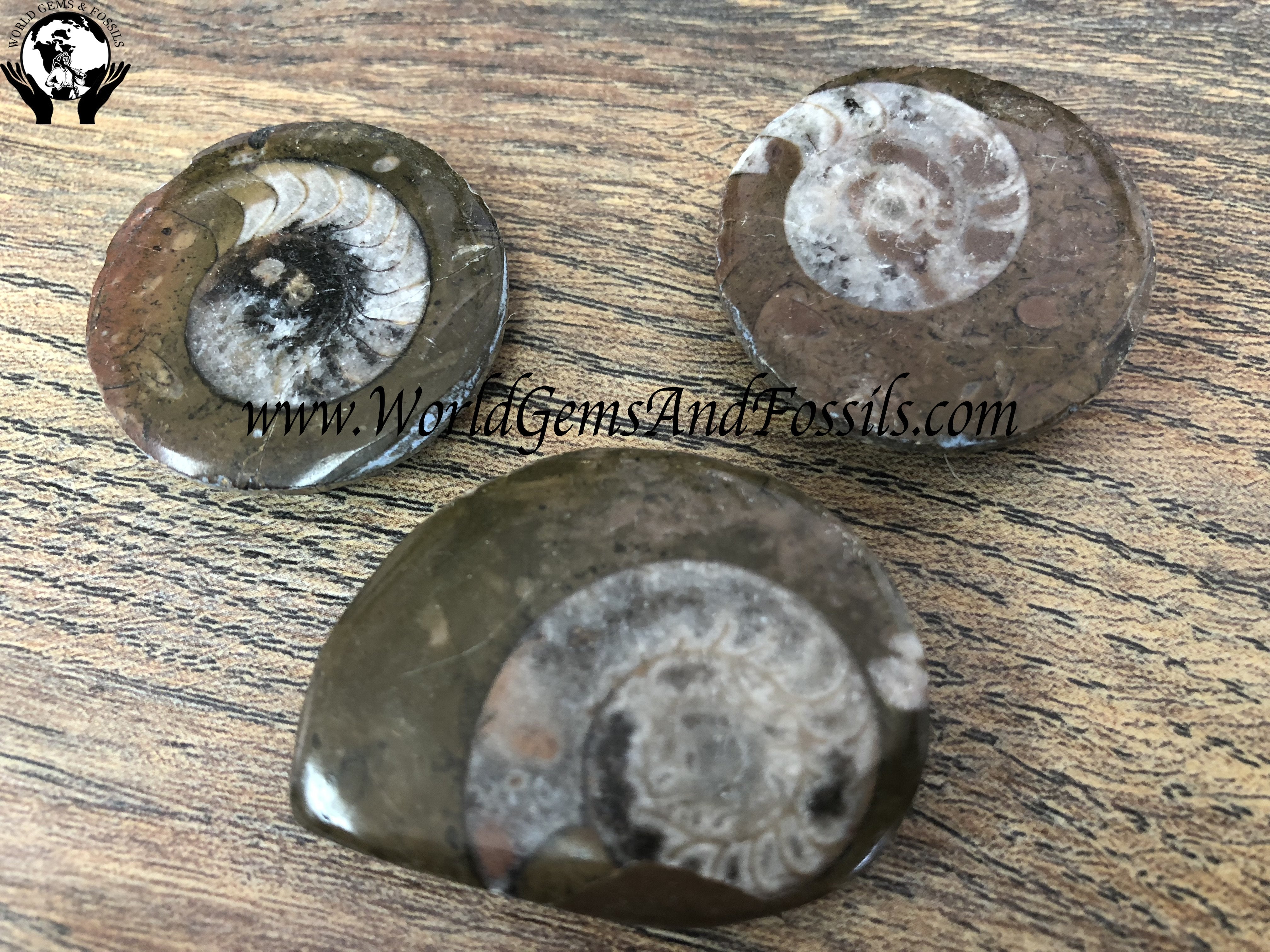 Ammonite Magnets