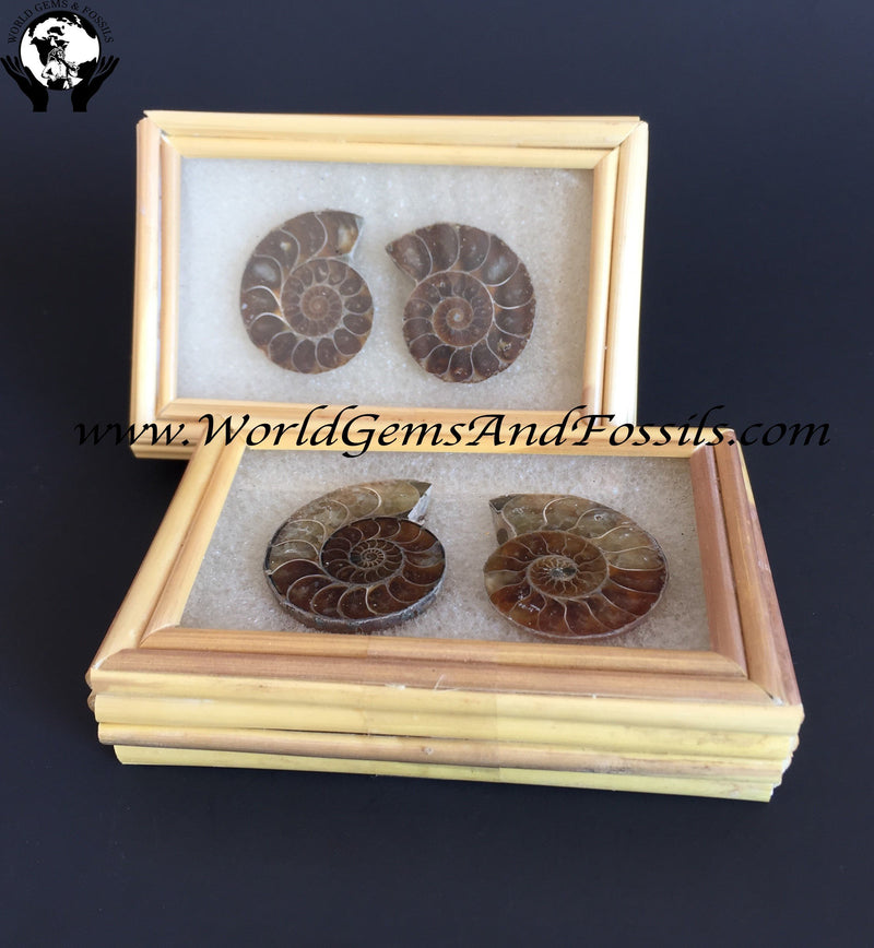 Ammonite Pair In Box