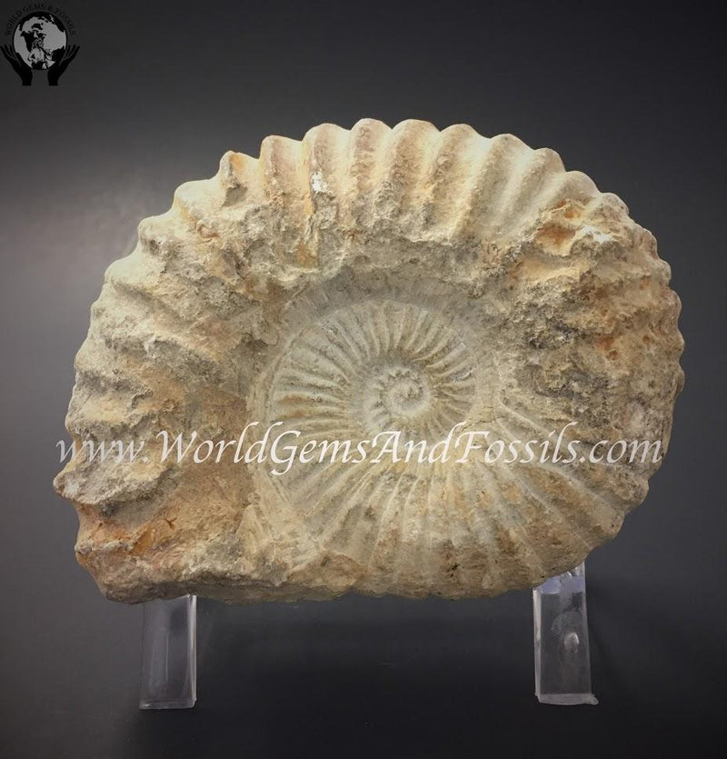 Ammonite Specimen