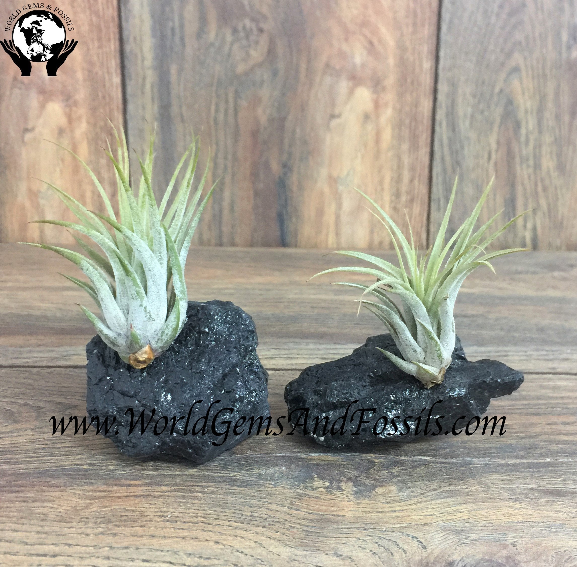 Black Tourmaline Air Plants