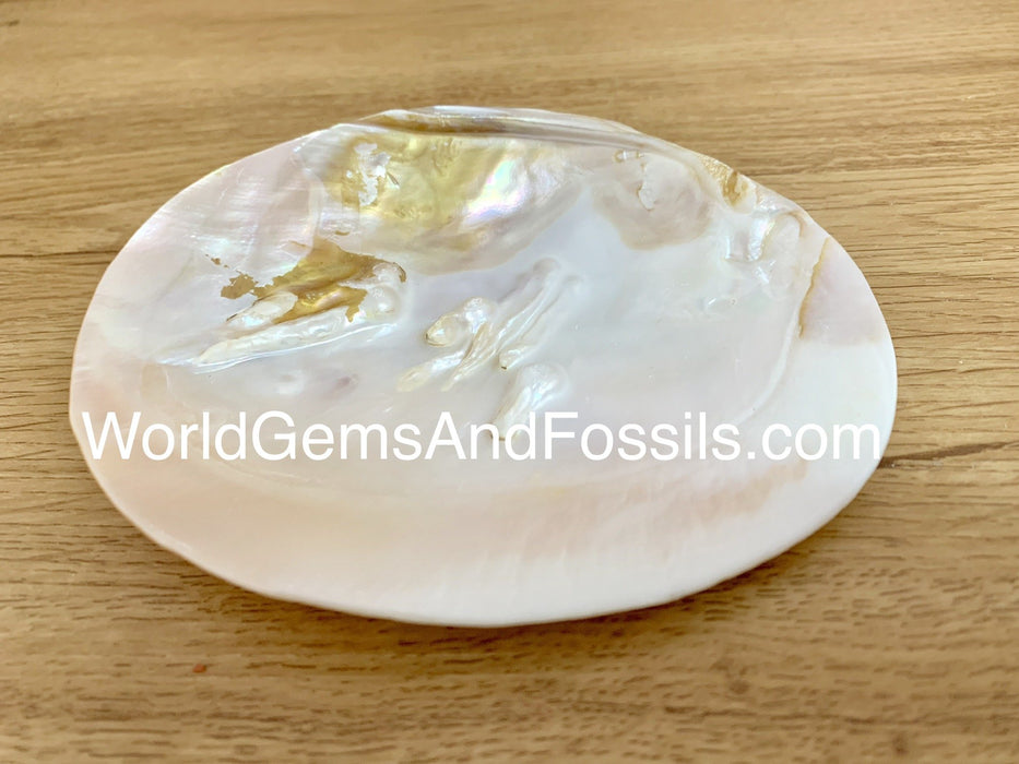 Blister Pearl Shell