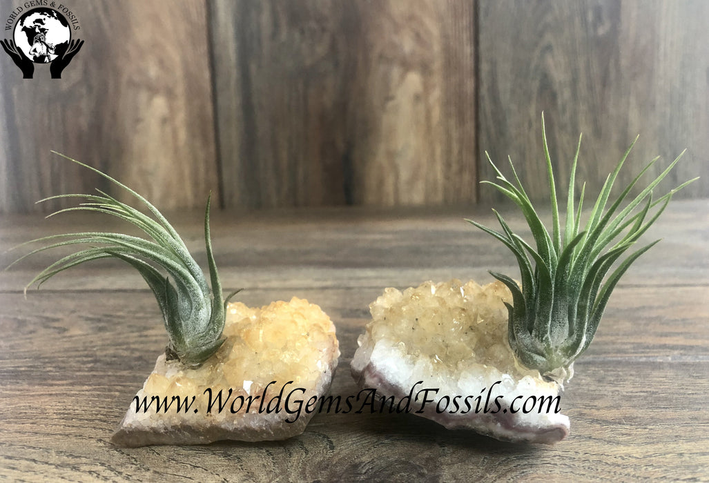 Citrine Air Plant