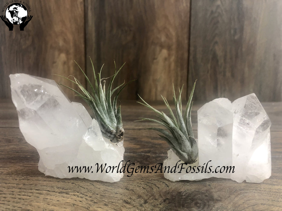 Clear Quartz Air Plant