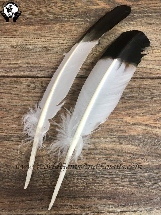 Eagle Feather