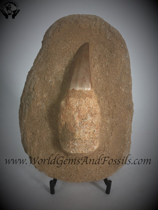 Large Mosasaur Tooth With Root In Matrix