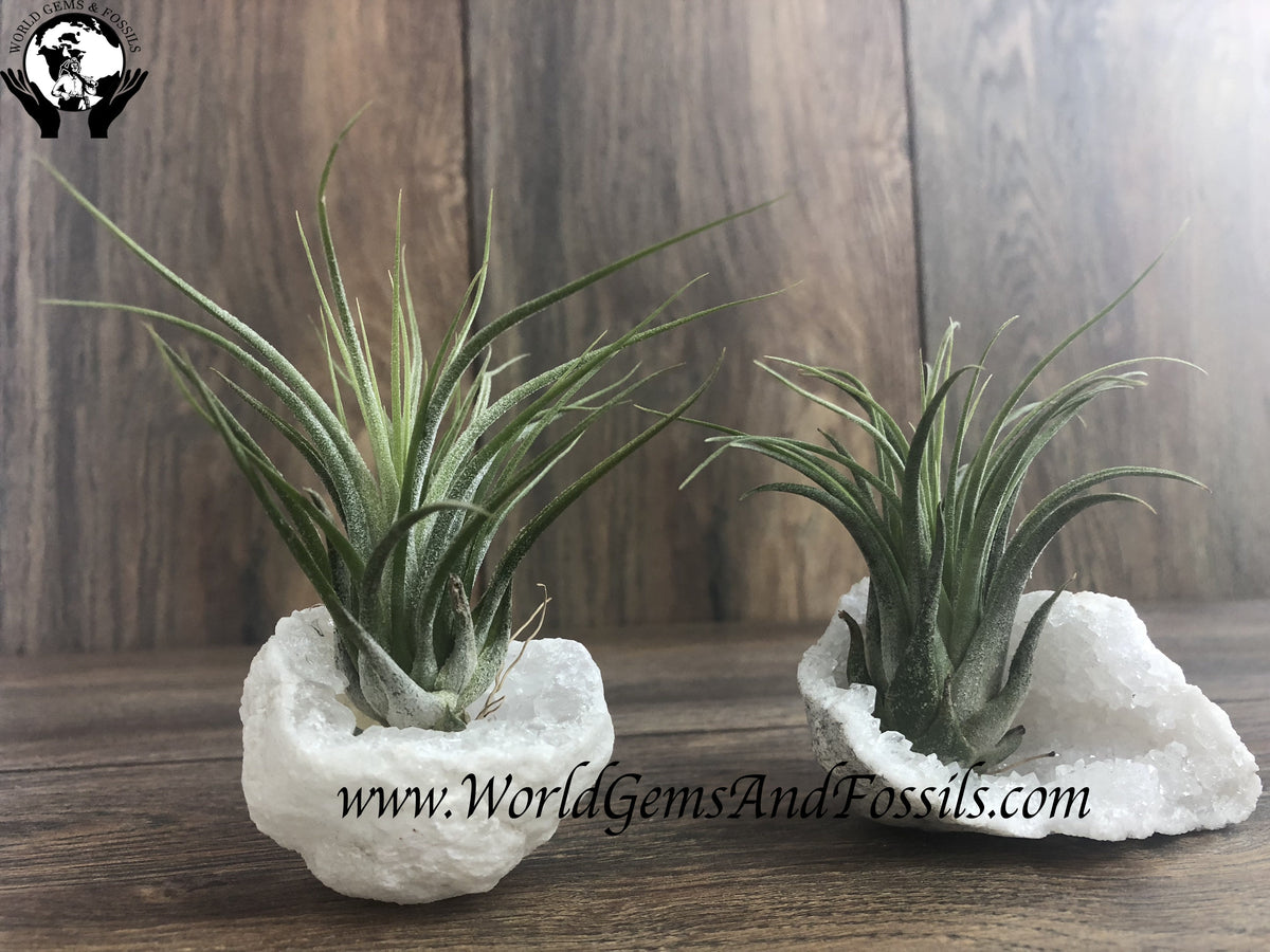 Natural Geode Air Plant — World Gems And Fossils