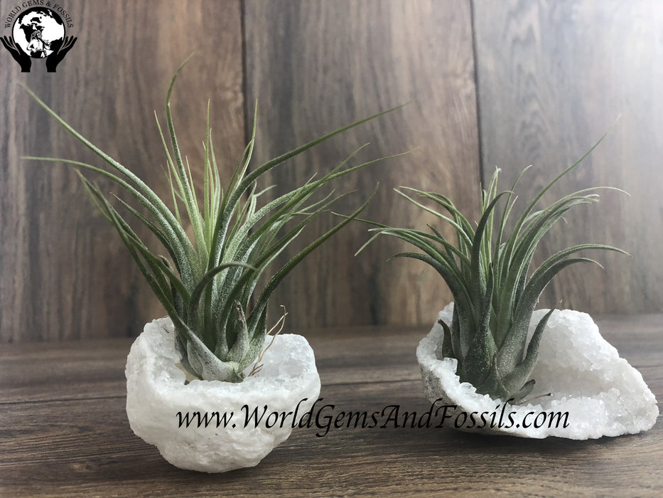 Natural Geode Air Plant