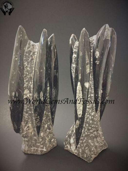 Orthoceras Sculpture 7"- 8.5"