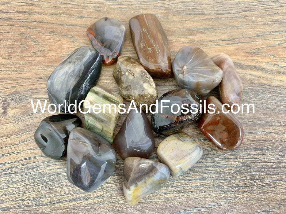 Petrified Wood Tumbled Stones 1 lb