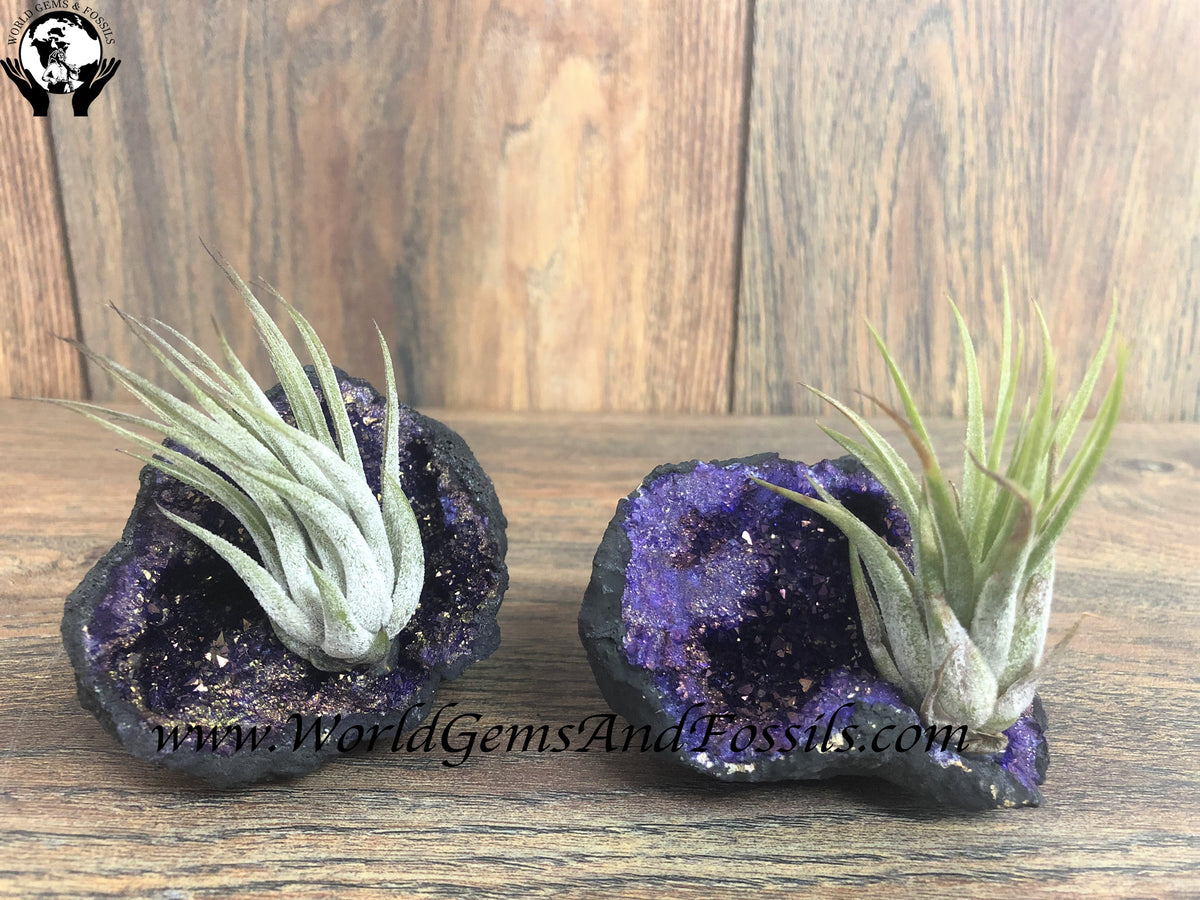 Purple Geode Air Plant — World Gems And Fossils
