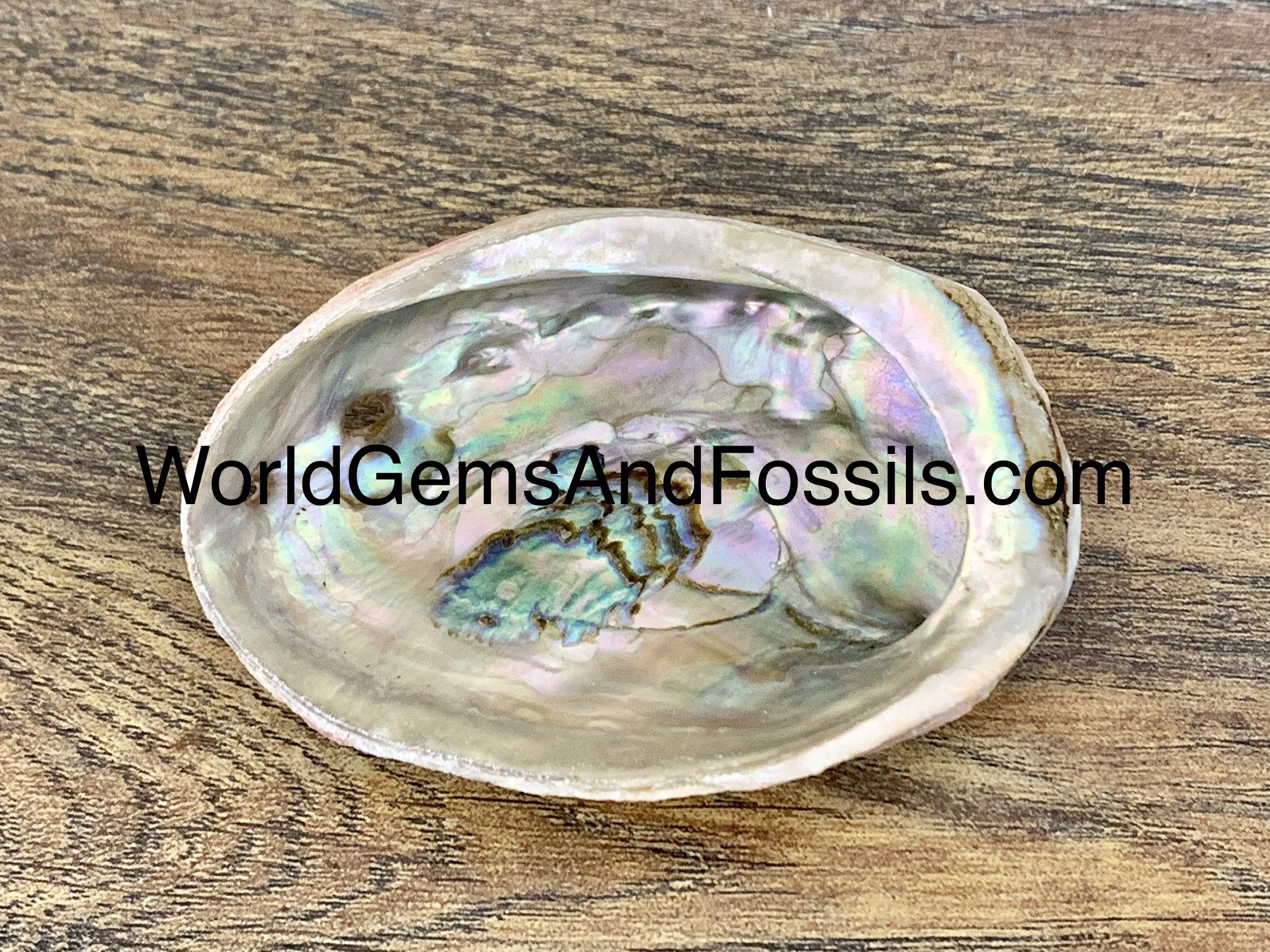 Red Abalone Shells