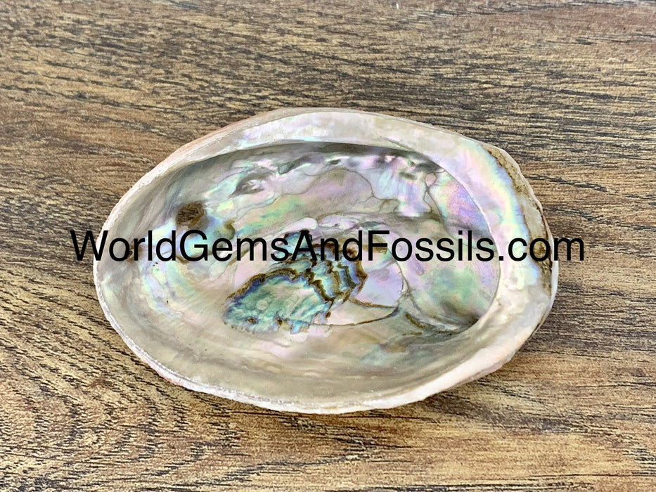 Red Abalone Shell