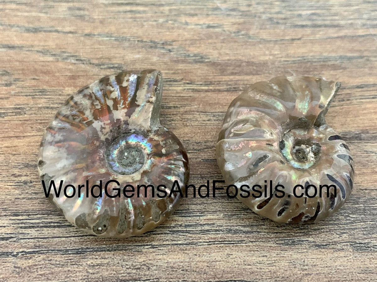 Red Ammonite #2 — World Gems And Fossils
