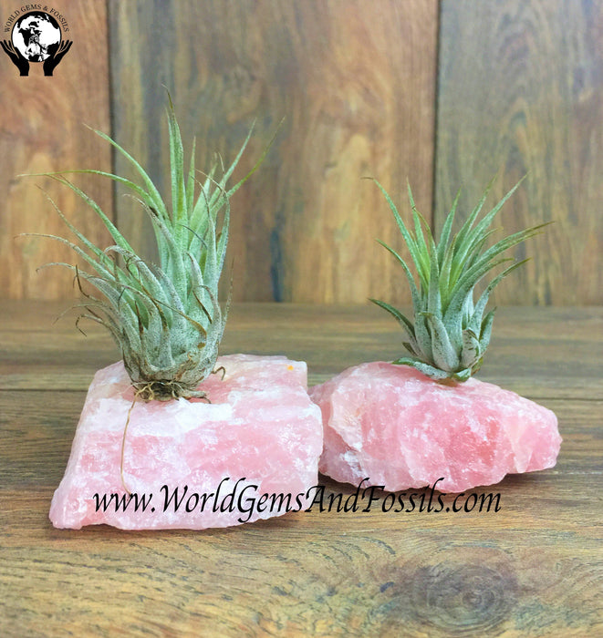 quartz air plant Rose Quartz Air Plant — World Gems And Fossils