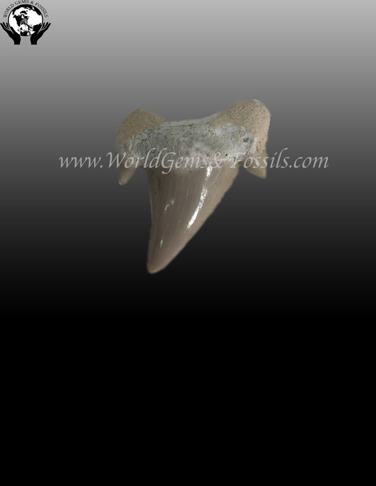 Shark Tooth Fossil