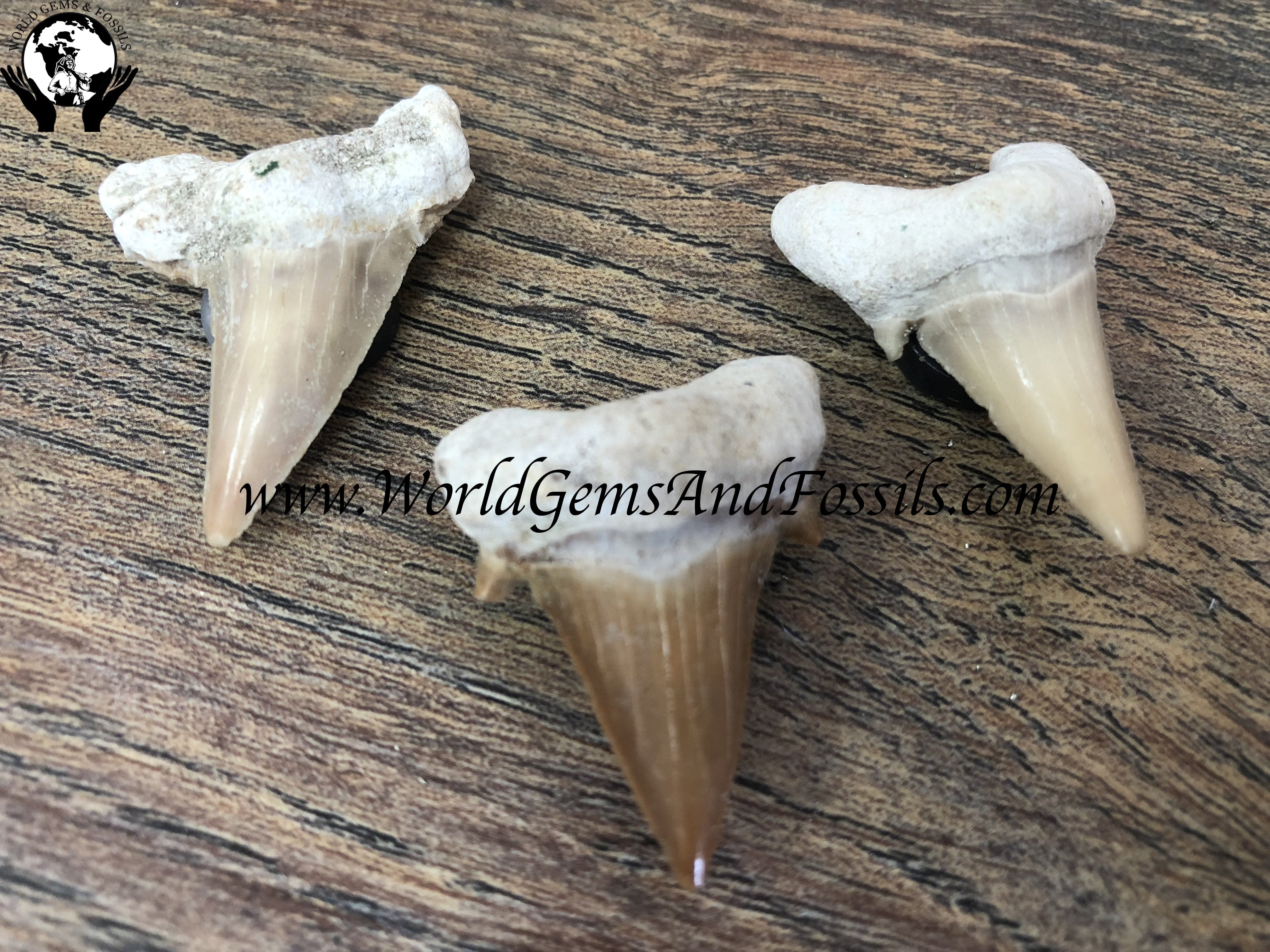 Shark Tooth Magnets