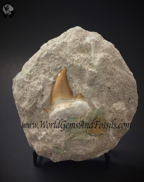 Shark Tooth In Matrix Large