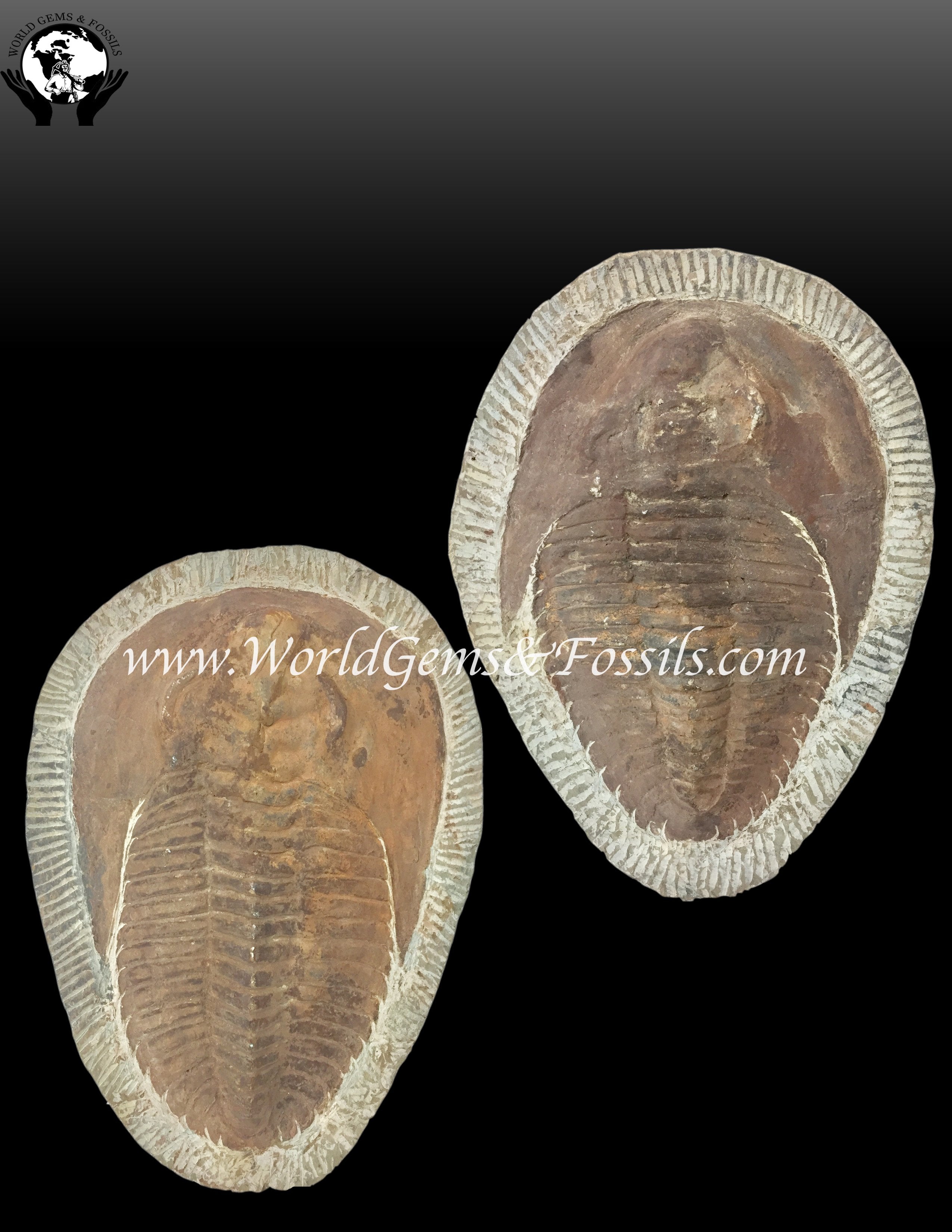 Trilobites