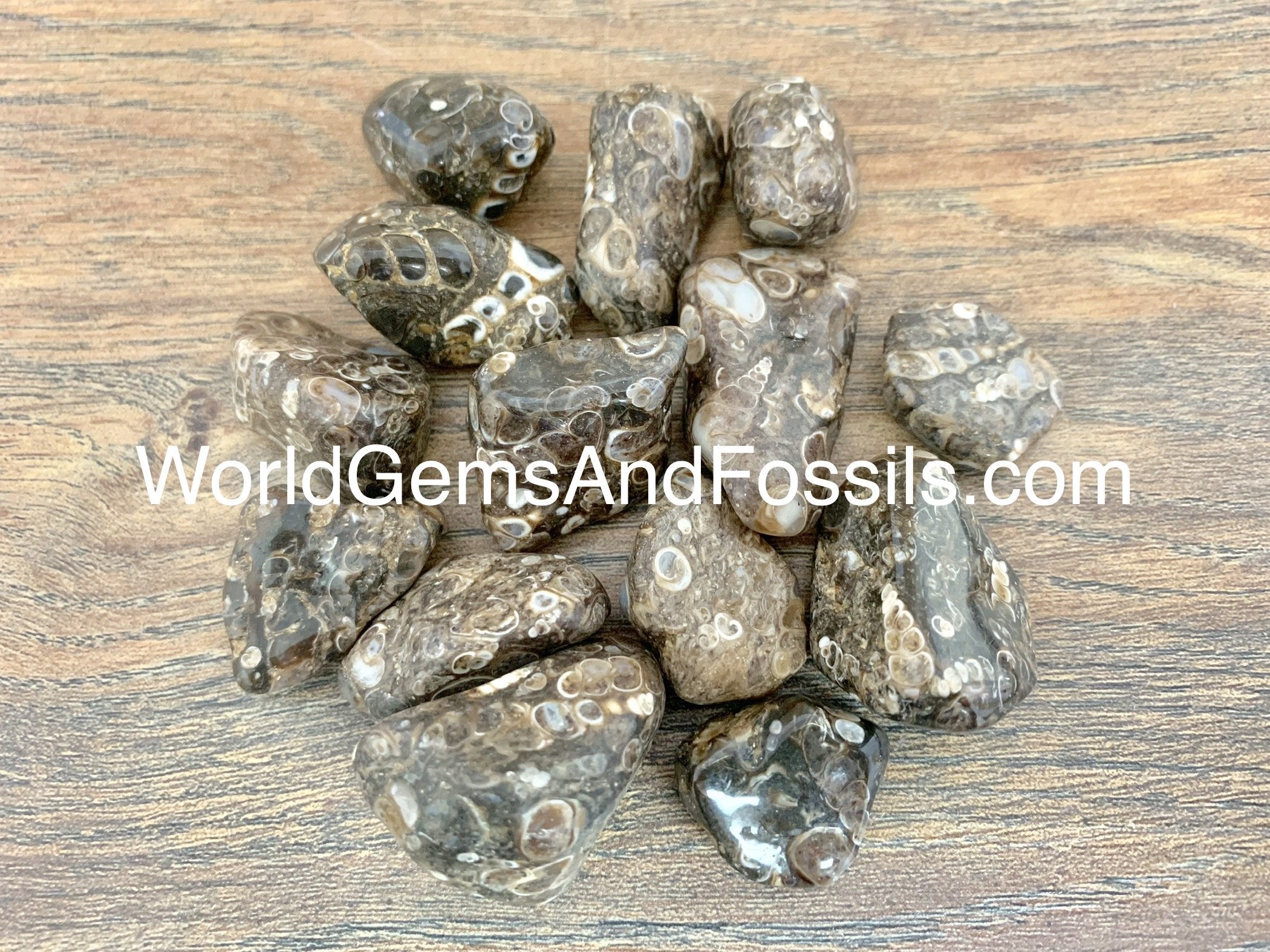 Turitella Agate Tumbled Stones